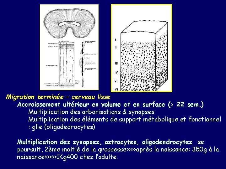 Migration terminée – cerveau lisse Accroissement ultérieur en volume et en surface (> 22