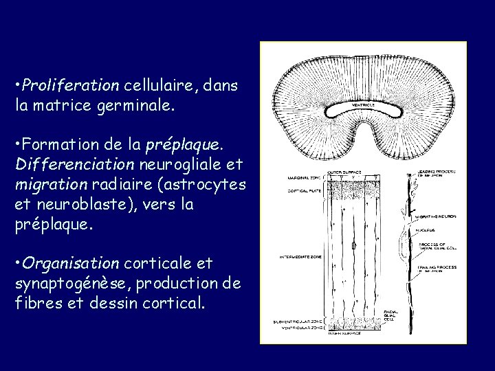  • Proliferation cellulaire, dans la matrice germinale. • Formation de la préplaque. Differenciation
