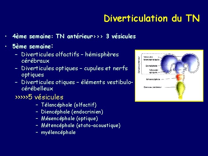 Diverticulation du TN • 4ème semaine: TN antérieur>>> 3 vésicules • 5ème semaine: –