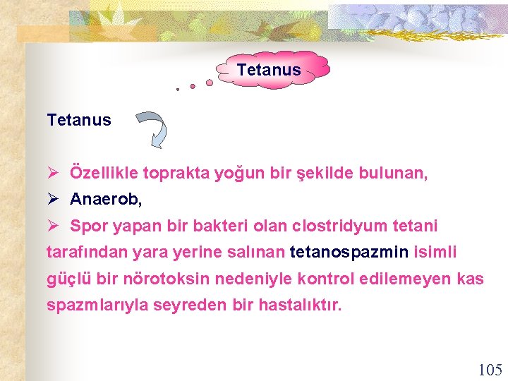 Tetanus Ø Özellikle toprakta yoğun bir şekilde bulunan, Ø Anaerob, Ø Spor yapan bir