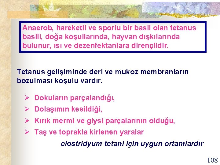 Anaerob, hareketli ve sporlu bir basil olan tetanus basili, doğa koşullarında, hayvan dışkılarında bulunur,