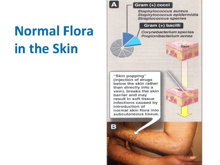 Normal Flora in the Skin 