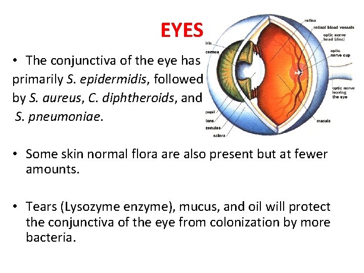 EYES • The conjunctiva of the eye has primarily S. epidermidis, followed by S.