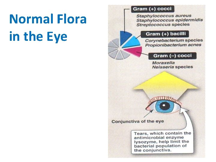 Normal Flora in the Eye 