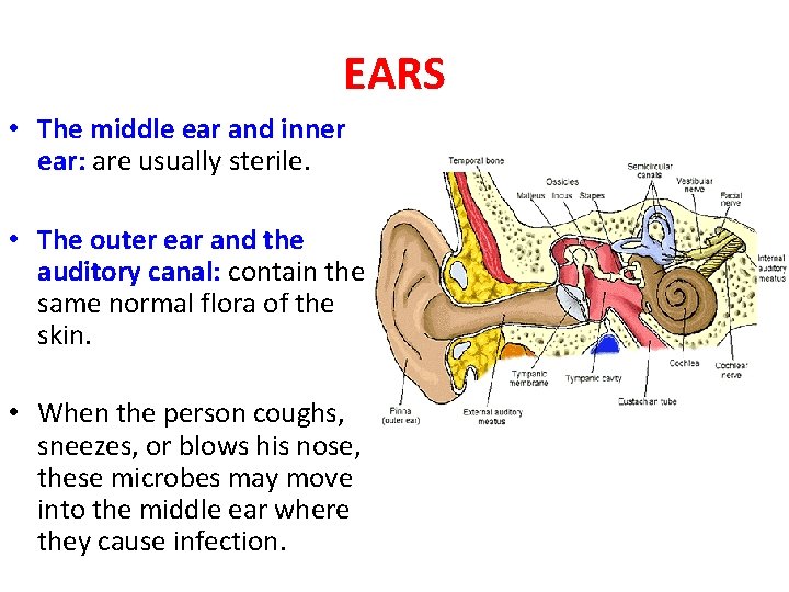 EARS • The middle ear and inner ear: are usually sterile. • The outer