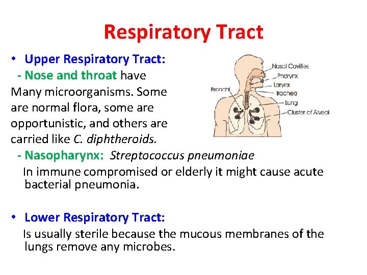 Respiratory Tract • Upper Respiratory Tract: - Nose and throat have Many microorganisms. Some