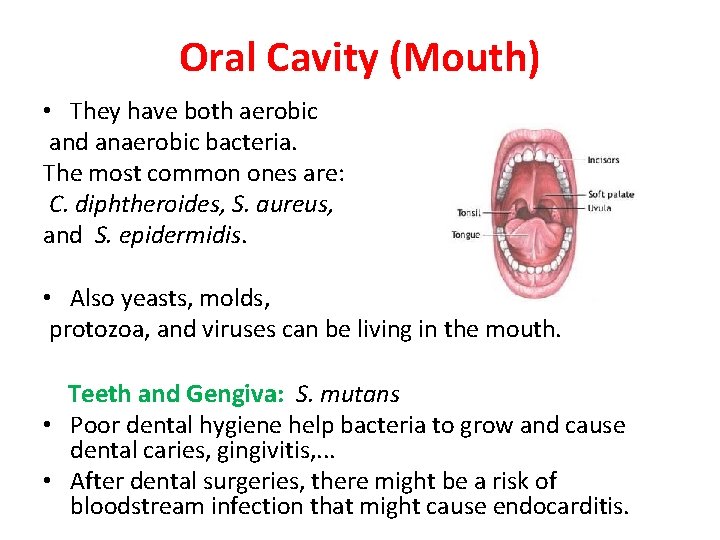 Oral Cavity (Mouth) • They have both aerobic and anaerobic bacteria. The most common