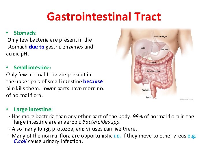 Gastrointestinal Tract • Stomach: Only few bacteria are present in the stomach due to