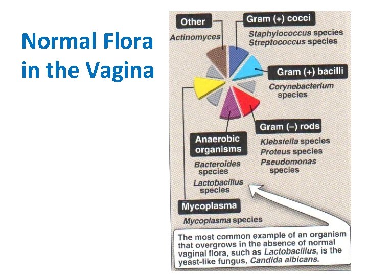 Normal Flora in the Vagina 