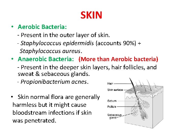 SKIN • Aerobic Bacteria: - Present in the outer layer of skin. - Staphylococcus