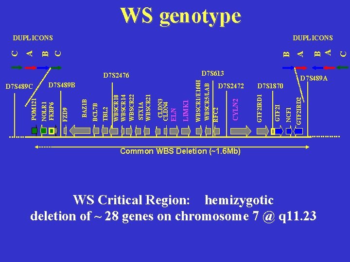 WS genotype GTF 2 IRD 2 NCF 1 GTF 2 I D 7 S