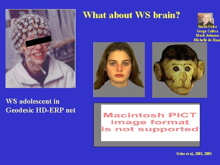 What about WS brain? Mark Johnson & Gergo Sarah Grice Gergo Csibra Mark Johnson