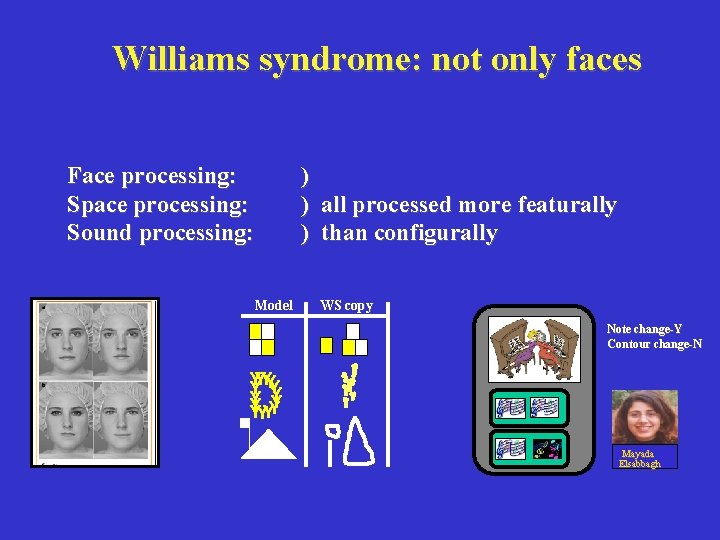 Williams syndrome: not only faces Face processing: Space processing: Sound processing: Model ) )