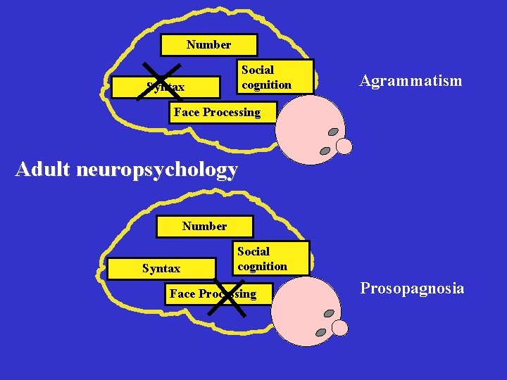 Number Social cognition Syntax Agrammatism Face Processing Adult neuropsychology Number Syntax Social cognition Face