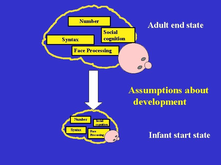Number Syntax Social cognition Adult end state Face Processing Assumptions about development Number Syntax