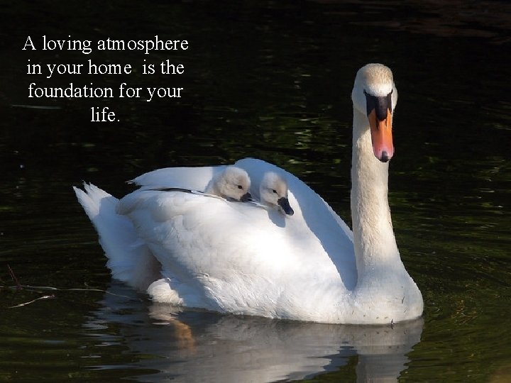 A loving atmosphere in your home is the foundation for your life. 