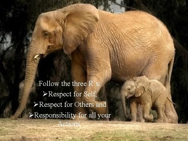 Follow the three R’s: ØRespect for Self, ØRespect for Others and ØResponsibility for all