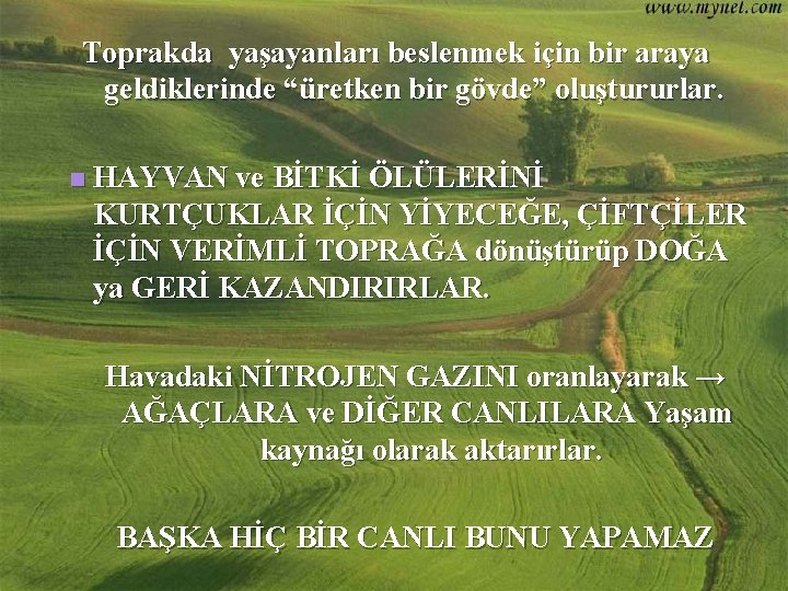 Toprakda yaşayanları beslenmek için bir araya geldiklerinde “üretken bir gövde” oluştururlar. n HAYVAN ve