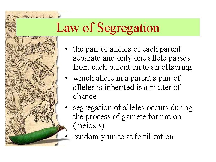 Law of Segregation • the pair of alleles of each parent separate and only