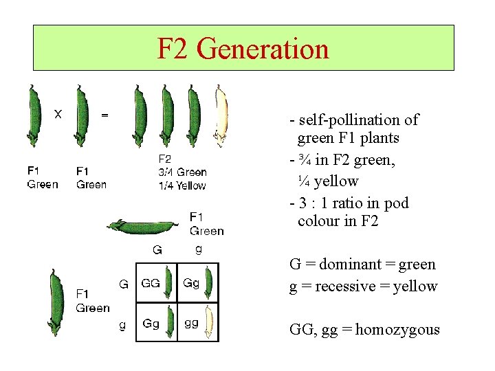 F 2 Generation - self-pollination of green F 1 plants - ¾ in F