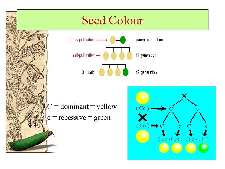 Seed Colour C = dominant = yellow c = recessive = green 