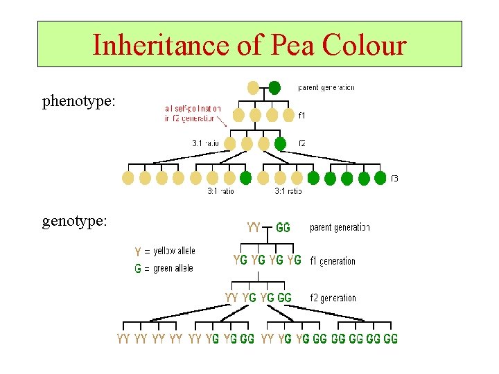 Inheritance of Pea Colour phenotype: genotype: 