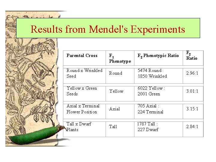Results from Mendel's Experiments F 1 Phenotype F 2 Phenotypic Ratio F 2 Ratio