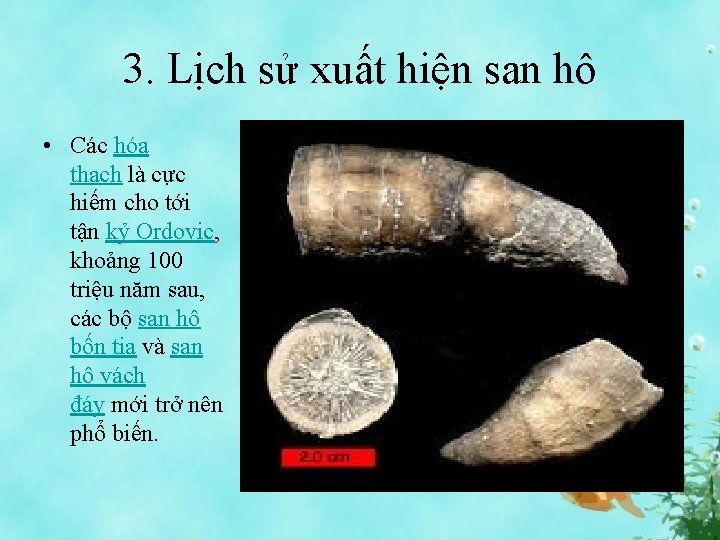 3. Lịch sử xuất hiện san hô • Các hóa thạch là cực hiếm