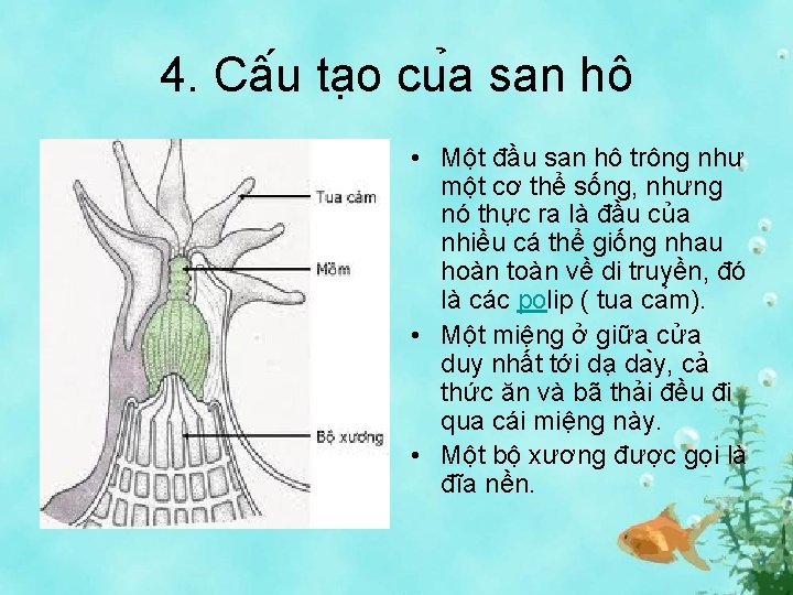 4. Câ u ta o cu a san hô • Một đầu san hô