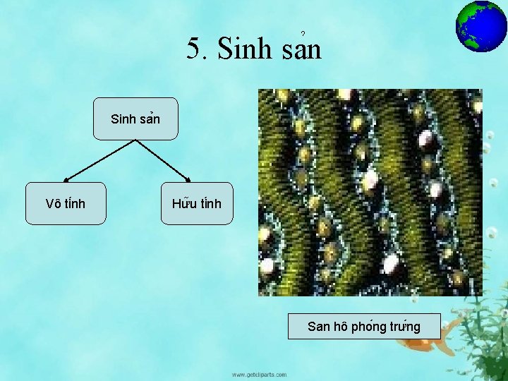 5. Sinh sa n Vô ti nh Hư u ti nh San hô pho