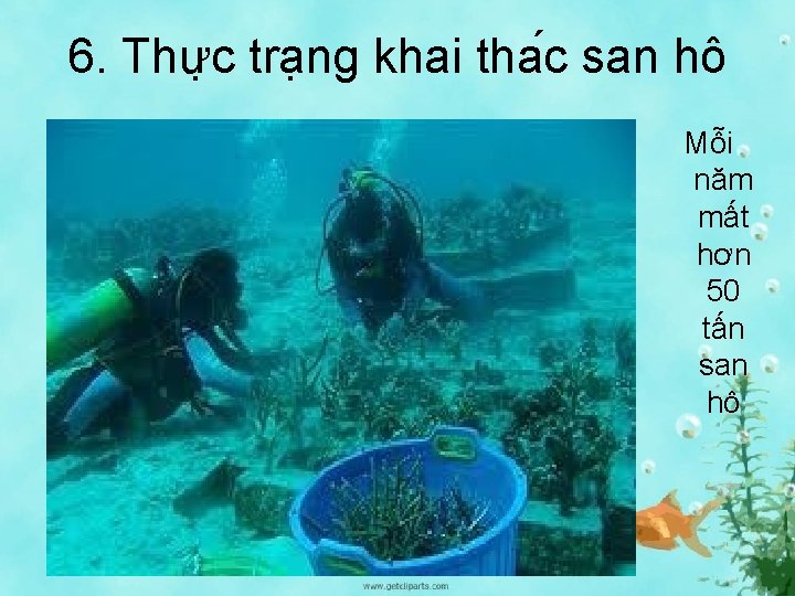 6. Thư c tra ng khai tha c san hô Mỗi năm mất hơn