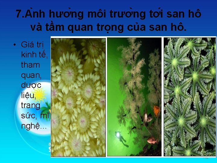 7. A nh hươ ng môi trươ ng tơ i san hô và tầm