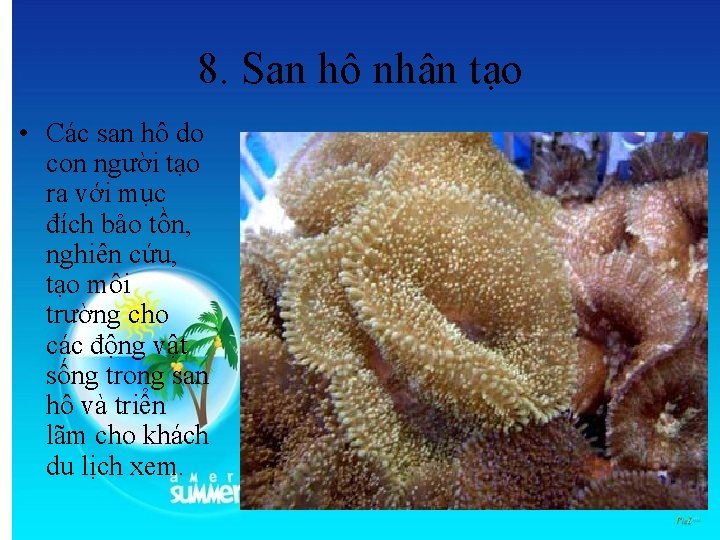 8. San hô nhân tạo • Các san hô do con người tạo ra