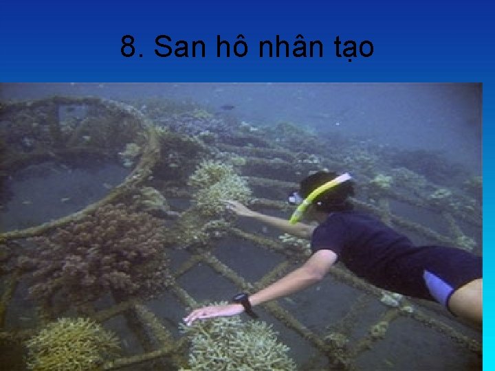 8. San hô nhân tạo 