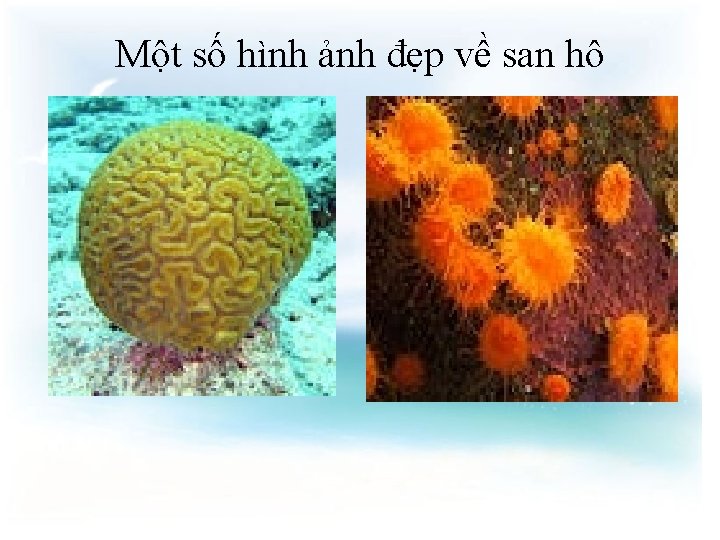 Một số hình ảnh đẹp về san hô 