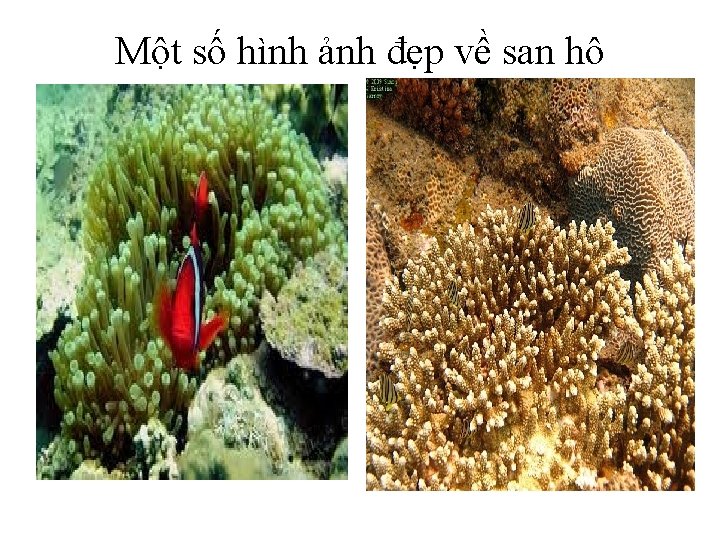 Một số hình ảnh đẹp về san hô 