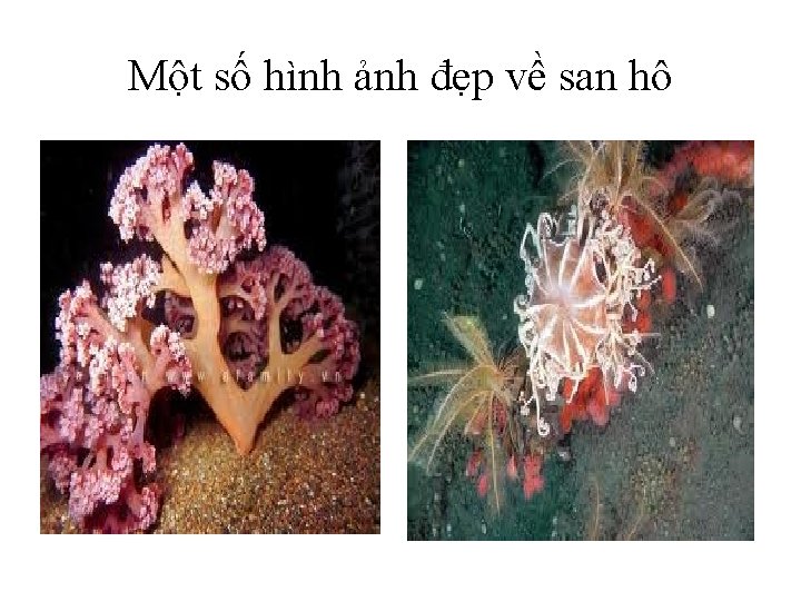 Một số hình ảnh đẹp về san hô 