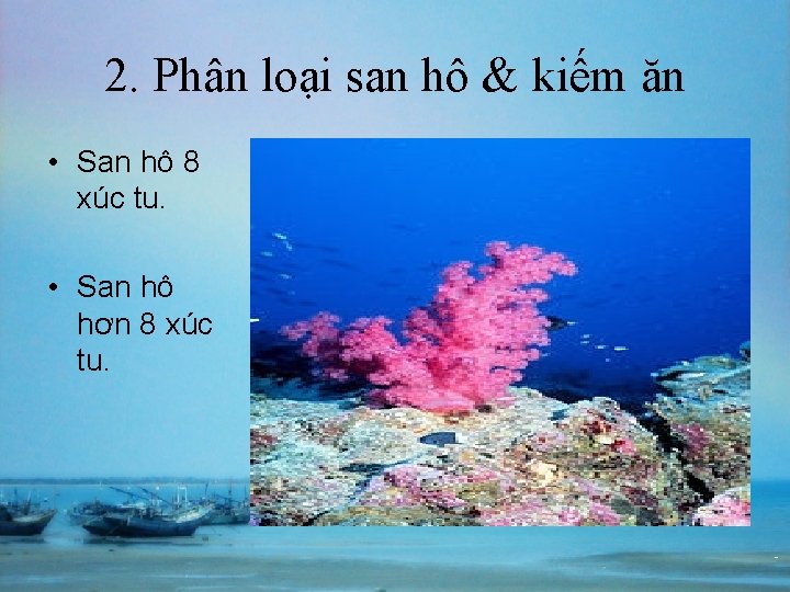 2. Phân loại san hô & kiếm ăn • San hô 8 xúc tu.