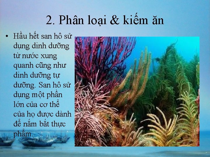 2. Phân loại & kiếm ăn • Hầu hết san hô sử dụng dinh