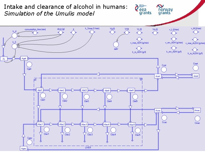 Intake and clearance of alcohol in humans: Simulation of the Umulis model 