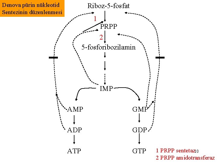 Denova pürin nükleotid Sentezinin düzenlenmesi Riboz-5 -fosfat 1 PRPP 2 5 -fosforibozilamin IMP AMP