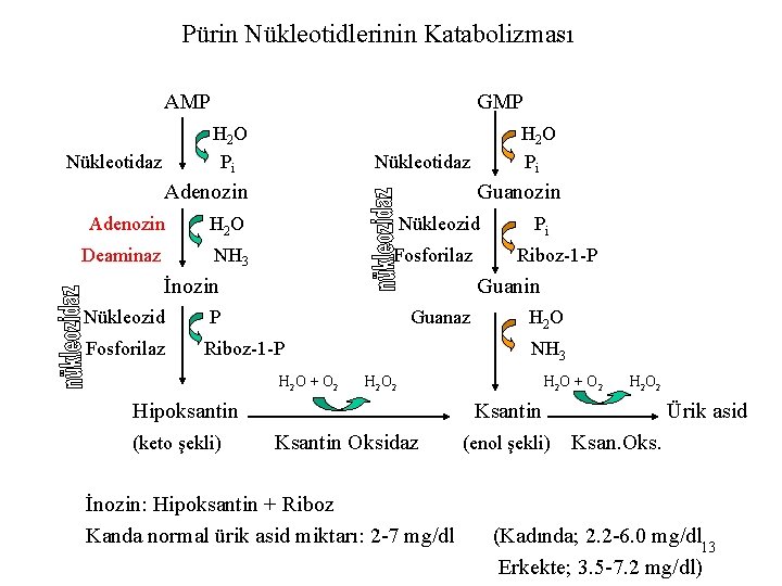 Pürin Nükleotidlerinin Katabolizması AMP GMP H 2 O Pi Nükleotidaz Adenozin Guanozin Adenozin H