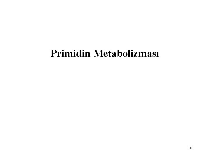 Primidin Metabolizması 16 