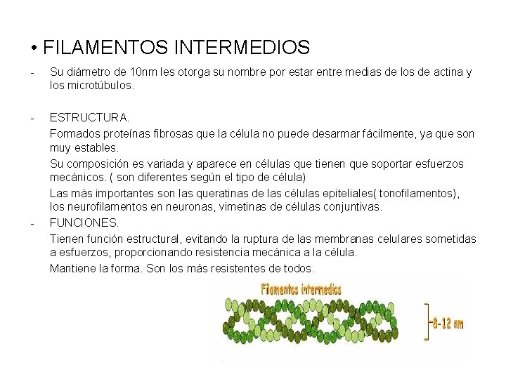  • FILAMENTOS INTERMEDIOS - Su diámetro de 10 nm les otorga su nombre