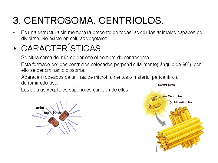 3. CENTROSOMA. CENTRIOLOS. • Es una estructura sin membrana presente en todas las células