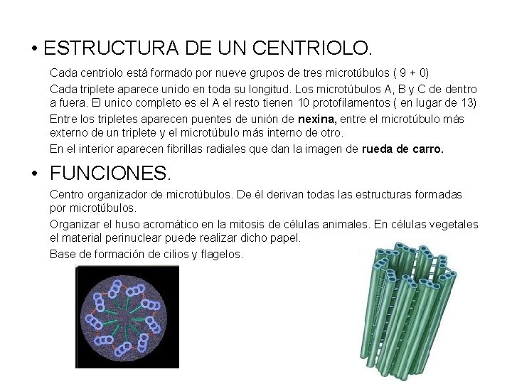  • ESTRUCTURA DE UN CENTRIOLO. Cada centriolo está formado por nueve grupos de