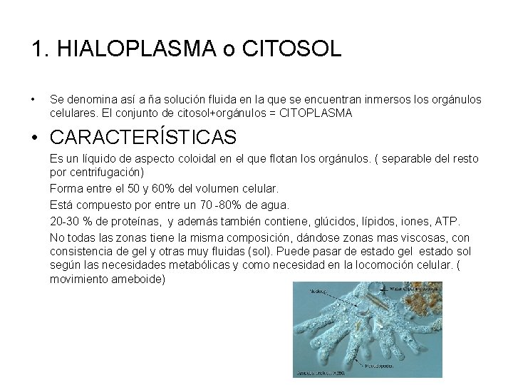 1. HIALOPLASMA o CITOSOL • Se denomina así a ña solución fluida en la