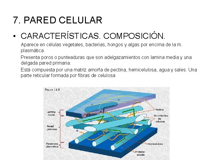 7. PARED CELULAR • CARACTERÍSTICAS. COMPOSICIÓN. Aparece en células vegetales, bacterias, hongos y algas