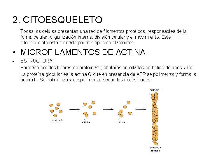 2. CITOESQUELETO Todas las células presentan una red de filamentos proteicos, responsables de la
