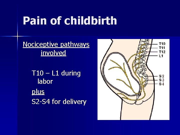 Pain of childbirth Nociceptive pathways involved T 10 – L 1 during labor plus